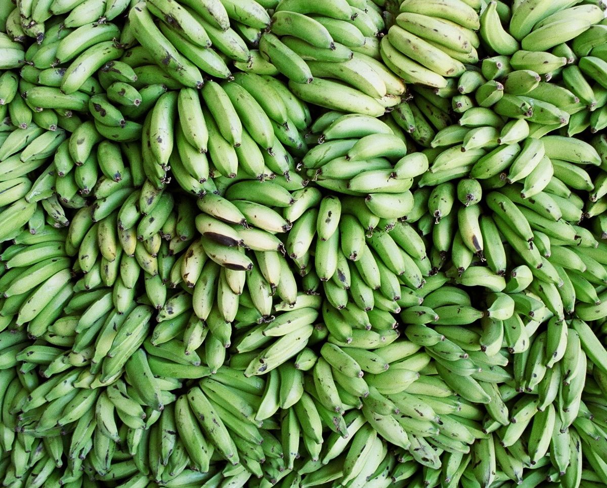A large pile of green bananas bound for market